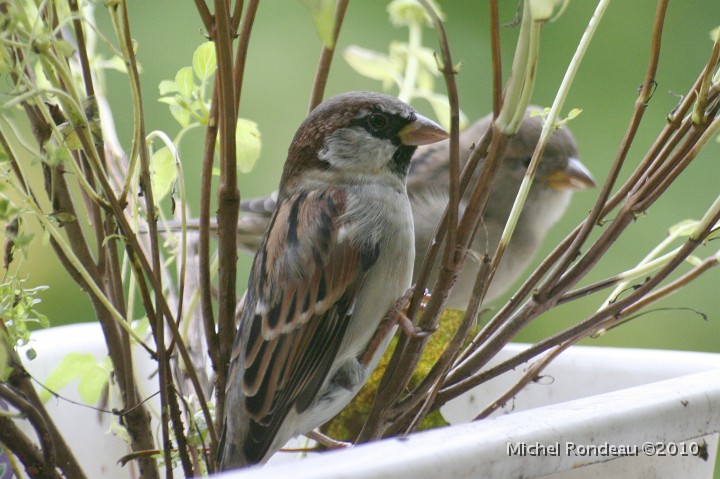 img_6499C.jpg - Moineau domestique | House Sparrow