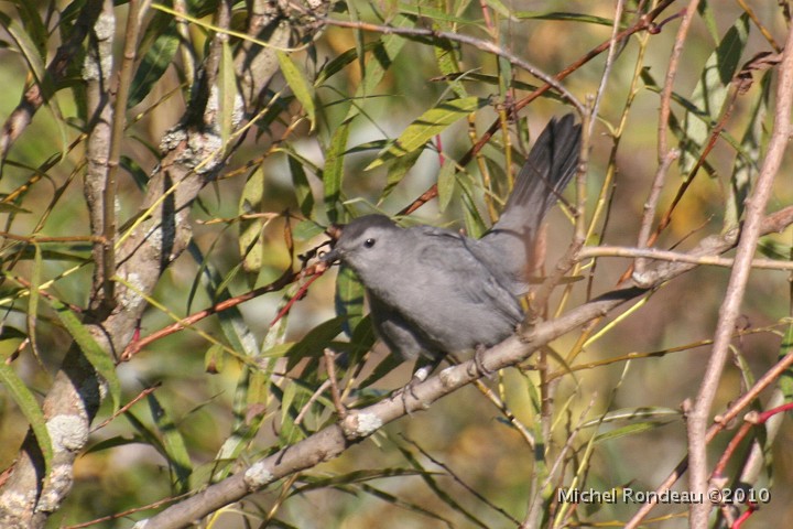 img_6527C.jpg - Moqueur chat | Gray Catbird