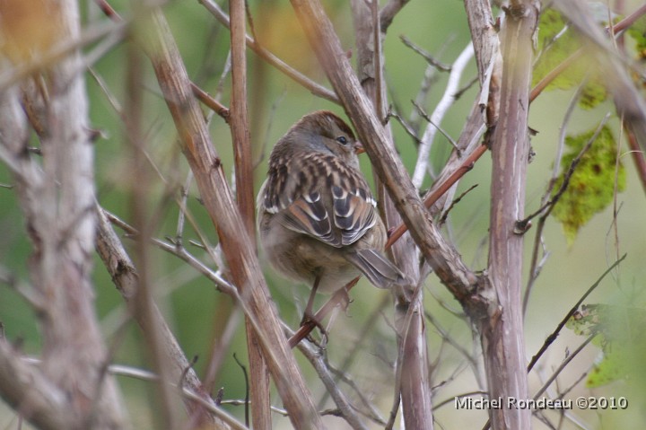 img_6580C.jpg - Bruant à identifier | Sparrow to ID