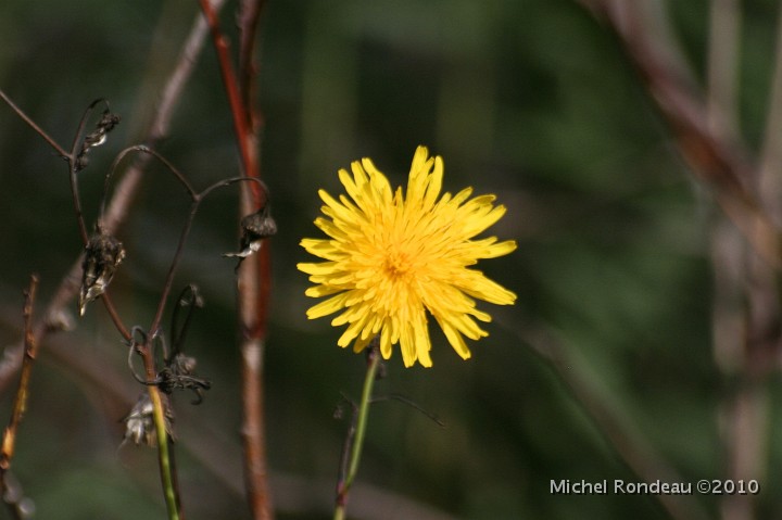 img_6597C.jpg - Fleur solitaire en automne | Lonely Autumn Flower