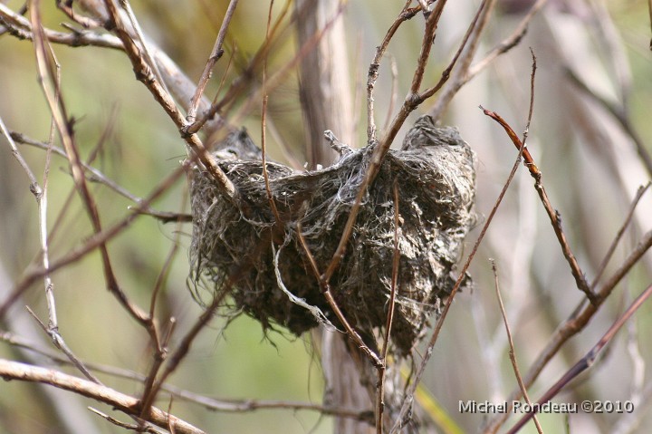 img_6599C.jpg - Le nid vacant de la paruline jaune | Yellow Warbler's vacant nest