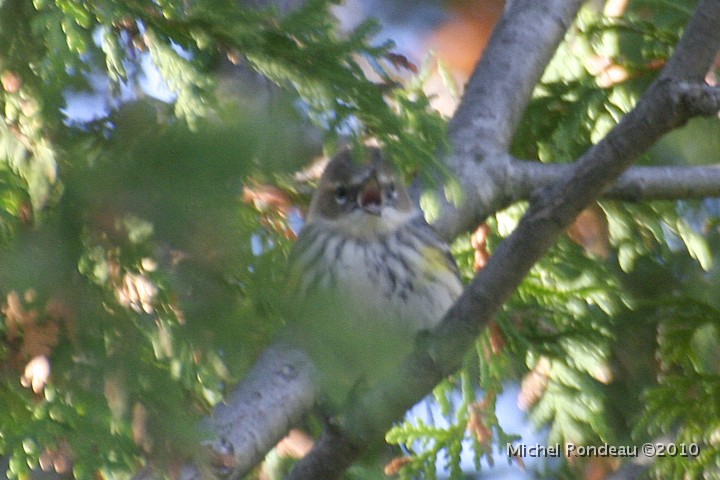 img_6610C.jpg - Paruline à croupion jaune | Yellow-rumped Warbler