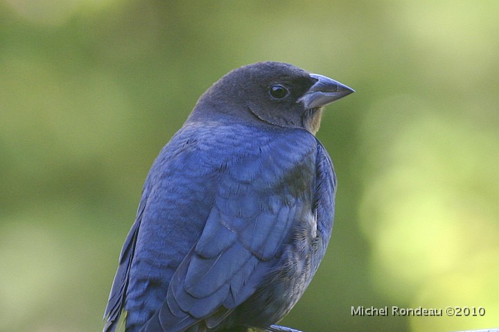 img_6615C.jpg - Profil du vacher à tête brune | Profile of the Brown-headed Cowbird