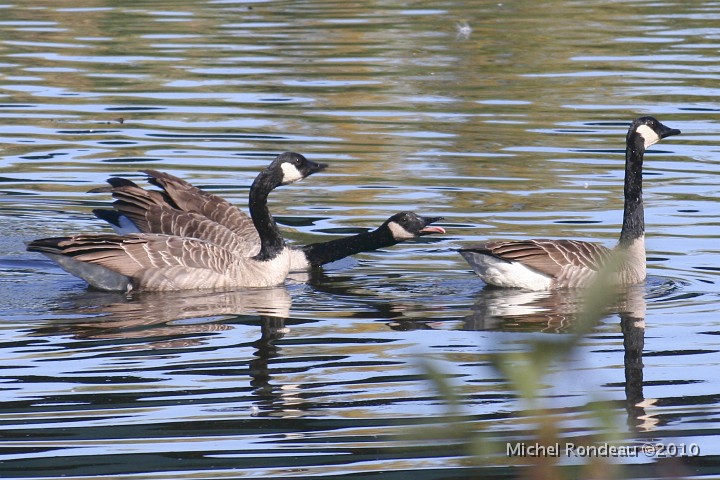 img_6671C.jpg - Bernache du Canada | Canada Geese C'est pas poli ça | You're not too polite