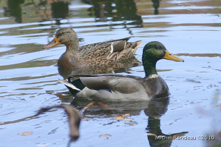 img_6682C.jpg - Couple de colvert | Mallard couple