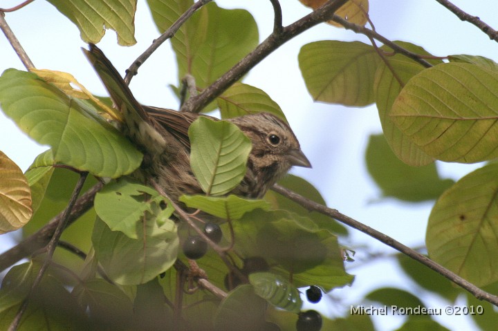 img_6711C.jpg - Bruant SP | SP Sparrow