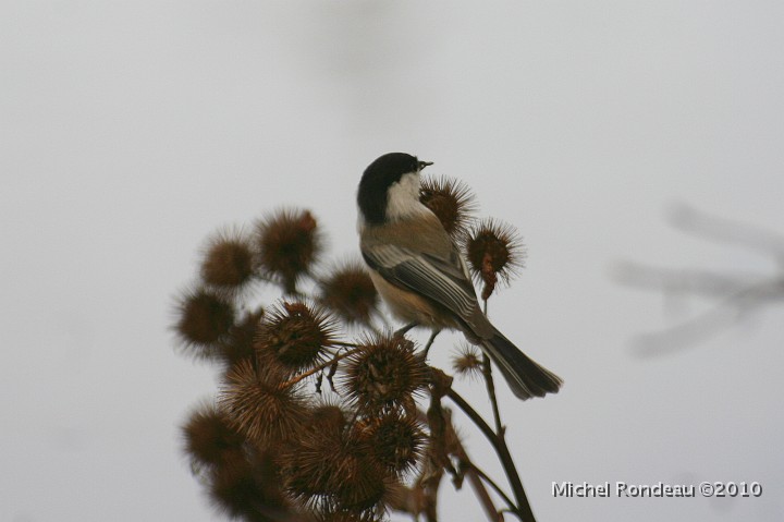 img_6719C.jpg - Mésange à tête noire | Black-capped Chickadee