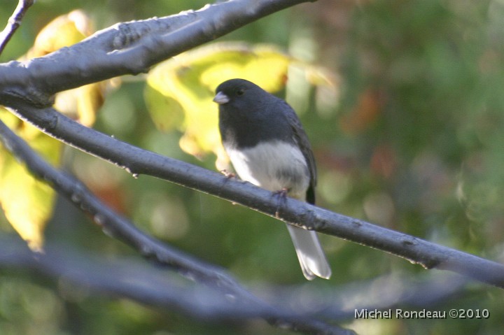 img_6739C.jpg - Junco ardoisé | Dark-eyed Junco