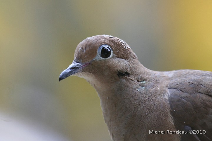 img_6777C.jpg - Tourterelle triste de près | Close-up on the Mourning Dove