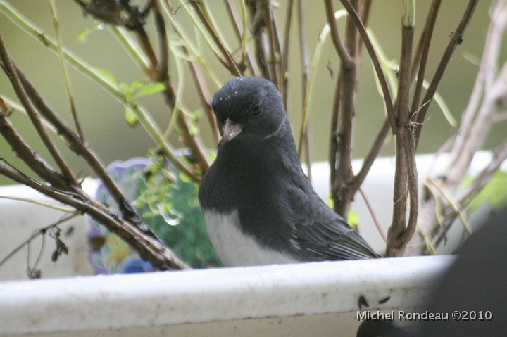 img_6843C.jpg - Junco ardoisé dans le basilic| Dark-eyed Junco in the basil