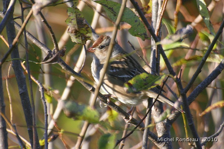 img_6912C.jpg - Bruant hudsonien | American tree Sparrow