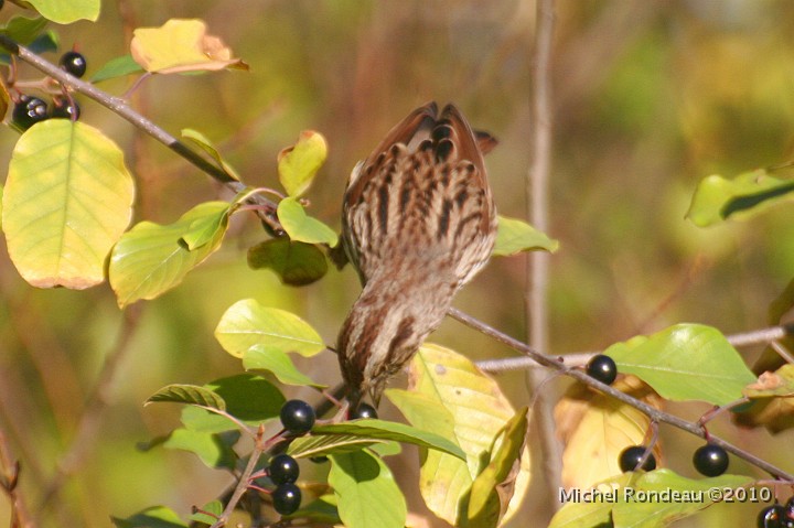 img_6969C.jpg - Brant chanteur au déjeuner de cerises | Song Sparrow lunching on cherries