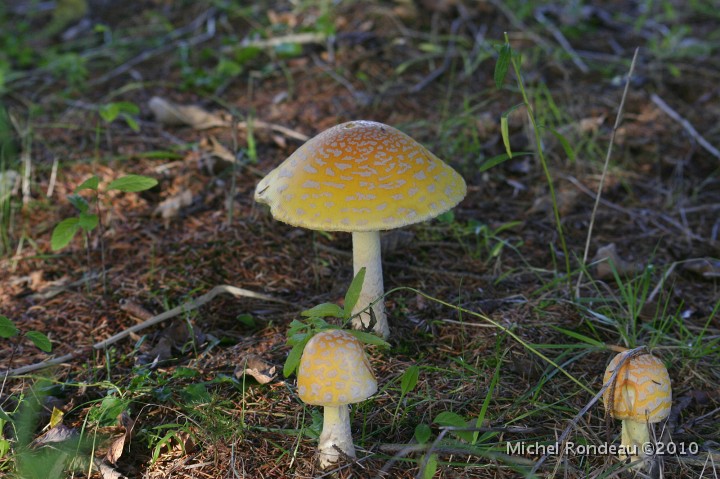 img_7070C.jpg - Champignons | Mushrooms