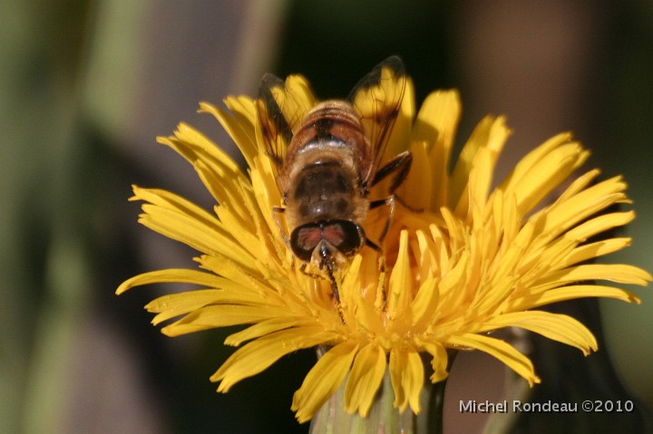 img_7323C.jpg - Abeille sur fleur jaune | Bee on Yellow Flower