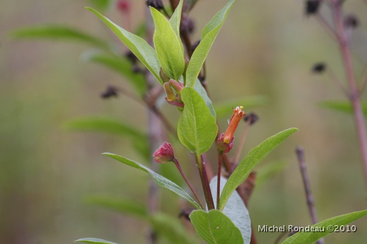 img_7383S.jpg - Chèvrefeuille involucré encore en fleurs | Twinberry Honeysuckle still has flowers