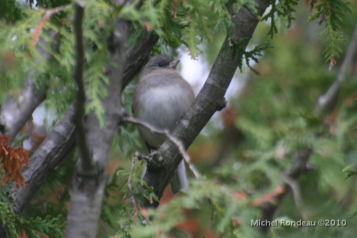 img_7395C.jpg - Junco ardoisé | Dark-eyed Junco