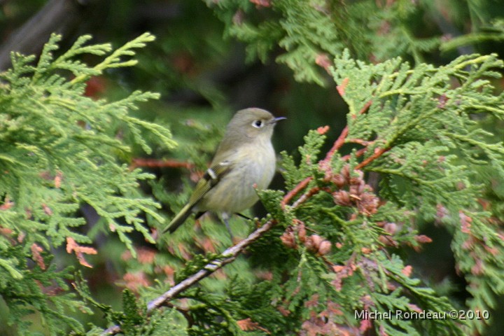 img_7398C.jpg - Roitelet à couronne rubis, chez-moi | Ruby-crowned Kinglet from my balcony