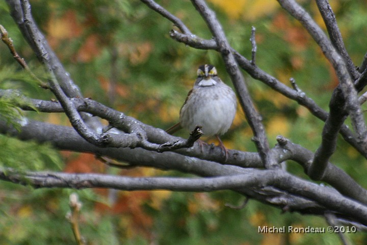 img_7400C.jpg - Bruant à gorge blanche | White-throated Sparrow