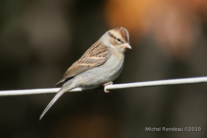 img_7535C.jpg - Bruant familier | Chipping Sparrow