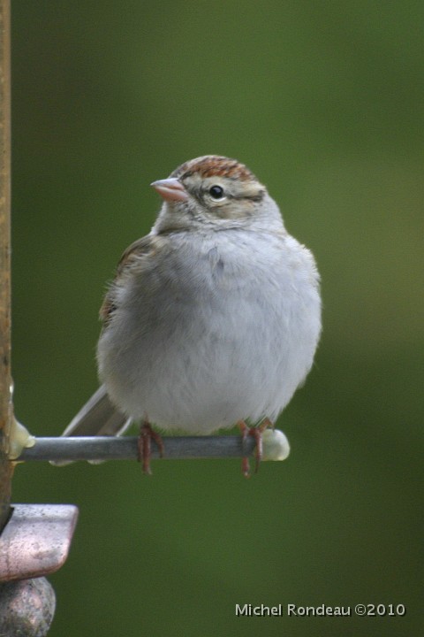 img_8096V.jpg - Bruant familier | Chipping Sparrow