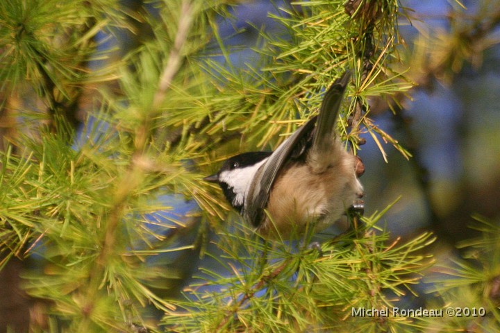 img_8169C.jpg - Mésange à tête noire | Black-capped Chickadee