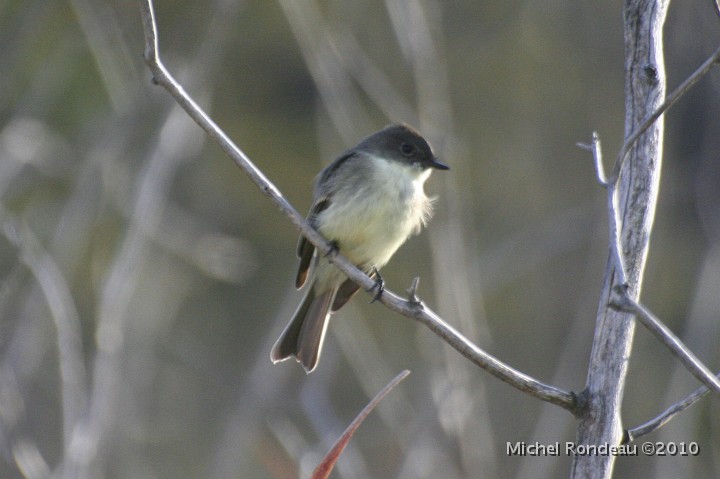 img_8177C.jpg - Moucherolle phébi | Phoebe Flycatcher