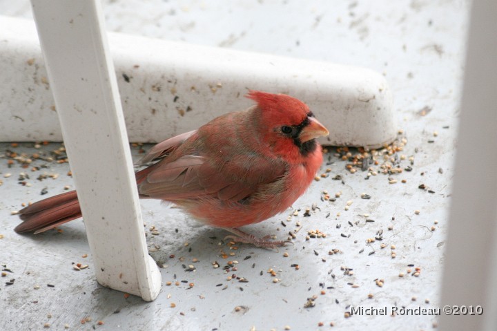 img_8209C.jpg - Cardinal rouge sur le balcon | Northern Cardinal on my balcony