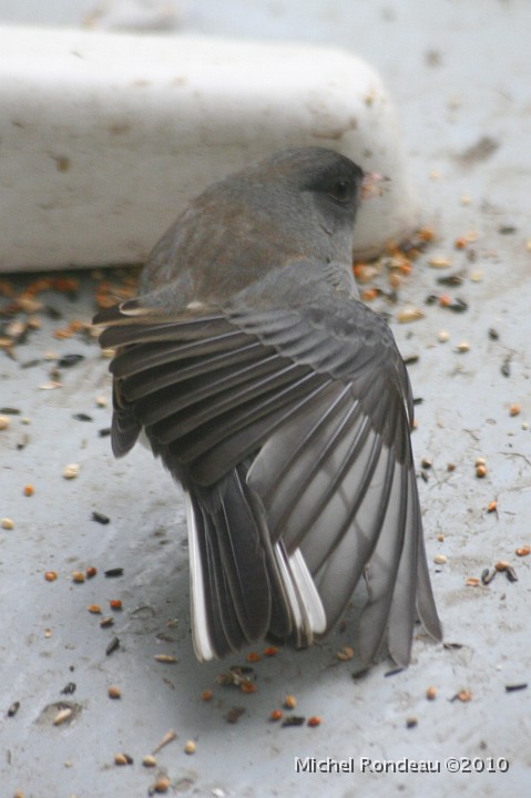 img_8212C.jpg - Junco ardoisé s'étirant | Dark-eyed Junco stretching out