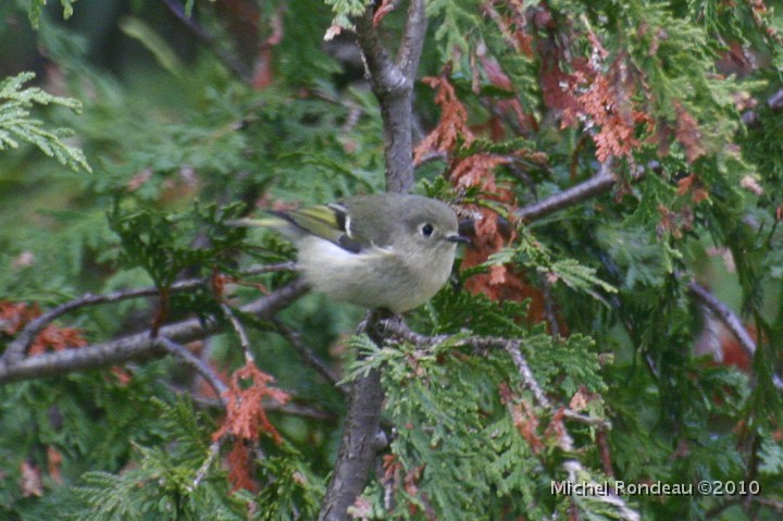 img_8252C.jpg - Roitelet à couronne rubis | Ruby-crowned Kinglet