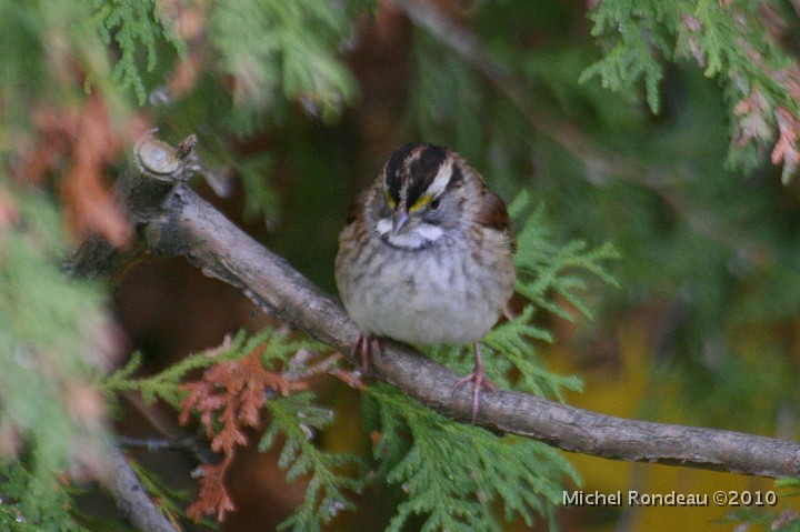 img_8368C.jpg - Bruant à gorge blanche | White-throated Sparrow