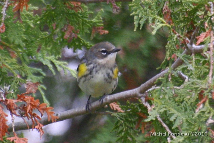 img_8382C.jpg - Paruline à croupion jaune | Yellow-rumped Warbler