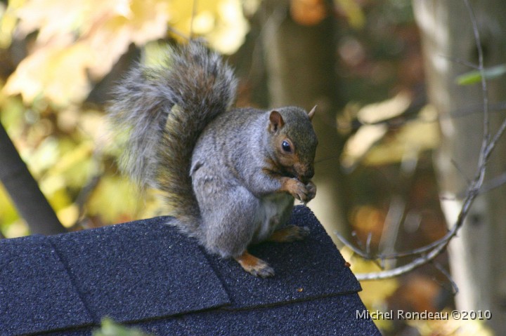 img_8451C.jpg - Écureuil gris | Grey Squirrel