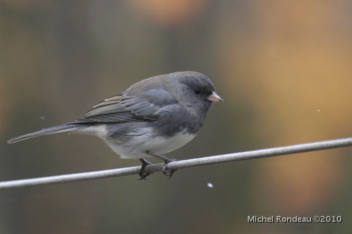 img_8501C.jpg - Junco ardoisé (jeune) | Young Dark-eyed Junco