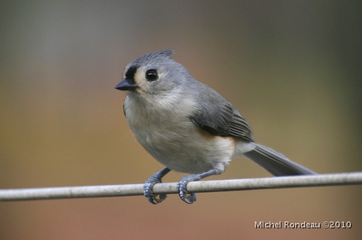 img_8895C.jpg - Mésange bicolore | Tufted Titmouse