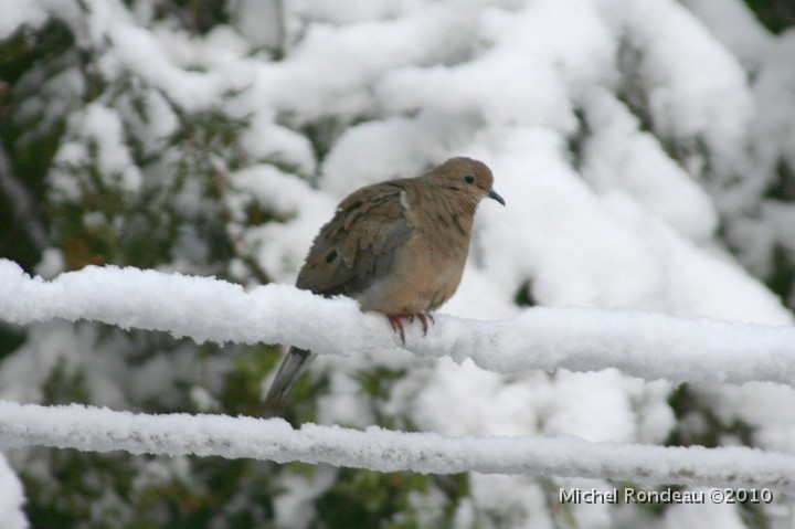 img_9005C.jpg - Tourterelle triste | Mourning Dove