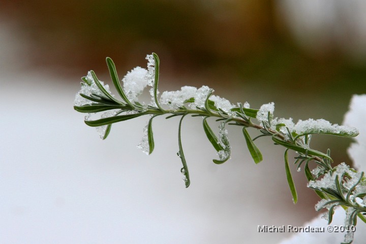 img_9061C.jpg - Lavande gelée | Frozen Lavender