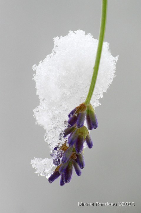 img_9067V.jpg - Dernière fleur de Lavande | Last flower on the Lavender