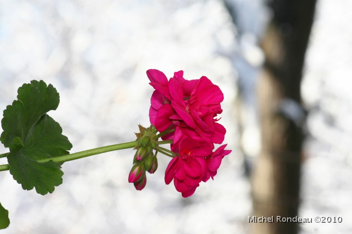 img_9118C.jpg - Geranium  Il est dehors | It's outside