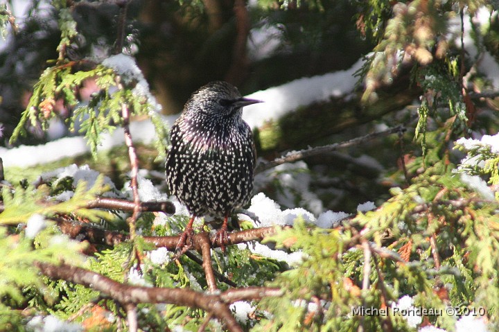 img_9162C.jpg - Étourneau sansonnet | European Starling