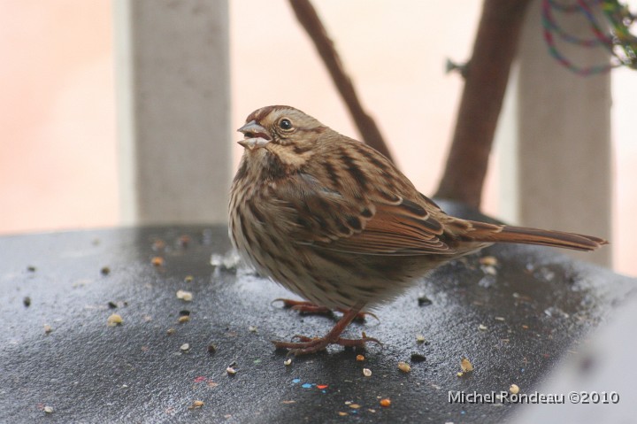 img_9190C.jpg - Bruant chanteur | Song Sparrow