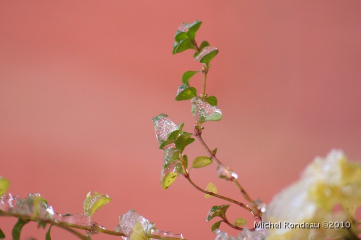 img_9273C.jpg - Thym gelé | Frozen Thyme