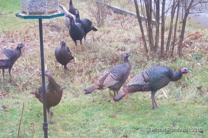 7292C.JPG - Les dindons sauvages chez mon frère Louis (Gatineau)   Wild Turkeys my  brother's lawn (Louis in Gatineau)