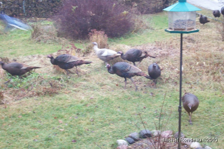 7295C.JPG - Il s'est même payé le luxe d'en avoir un blanc He even had a white one 