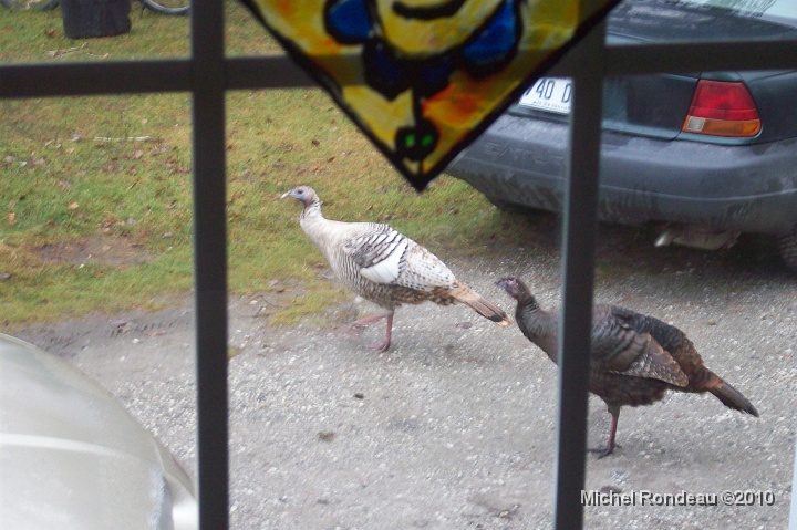 7307C.jpg - Merci à Louise pour la photo | Thank you Louise for the picture