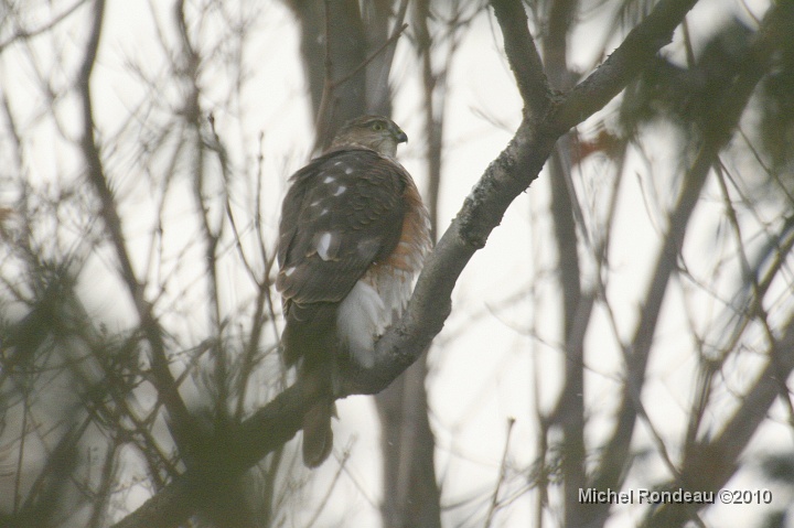 img_0020C.jpg - Il a déménagé après avoir manqué les tourterelles He moved here after missing the Mourning Doves
