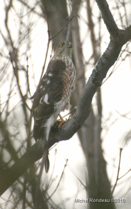 img_0031V.jpg - OOps!