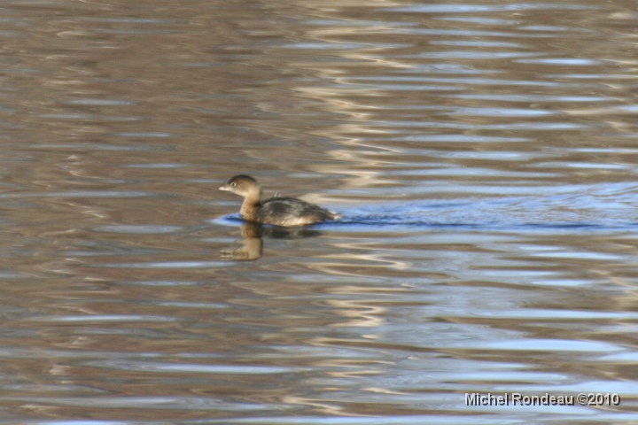 img_0211C.jpg - Grebe