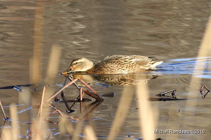 img_0230C.jpg - Colvert | Mallard