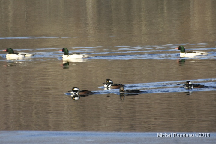 img_0259C.jpg - Harles | Mergansers