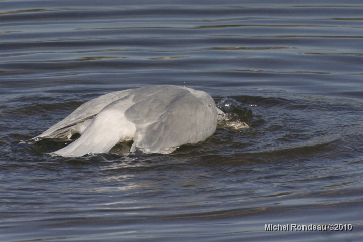 img_9461C.jpg - Tu cherches quelqu'un | Looking for someone